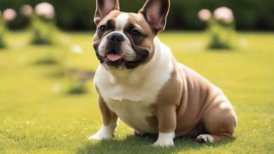 7 Surprising Truths About French Bulldogs: Your Ultimate Guide to a Happy Companion https://petlifestories.com/